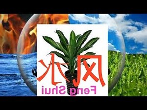 龍血樹 風水